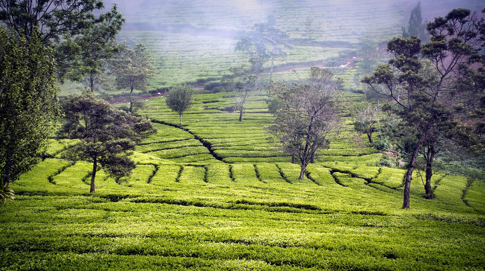 Pure Ceylon Tea leaves and estate detail